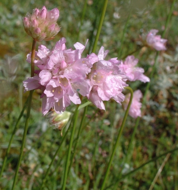 spillone.. - Armeria sp.